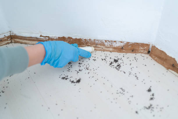 Best Exterminator Services  in Stratford, TX