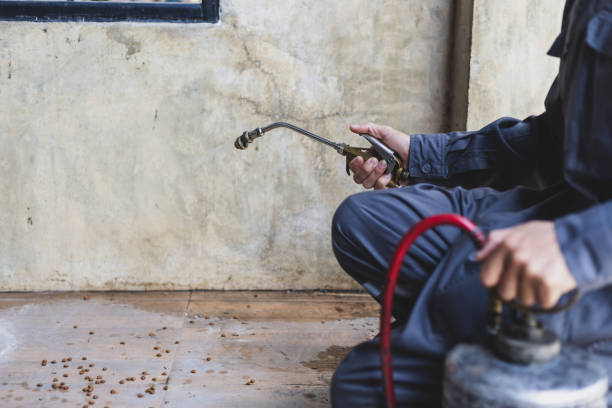 Wasp Removal Services in Stratford, TX